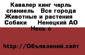 Кавалер кинг чарль спаниель - Все города Животные и растения » Собаки   . Ненецкий АО,Несь с.